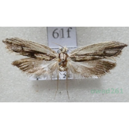 Ypsolopha scabrella (Linnaeus, 1761) Czech61f